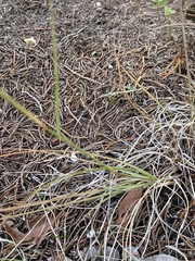 Bouteloua pectinata