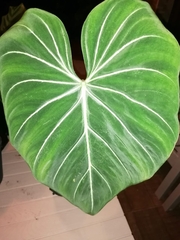 Philodendron gloriosum