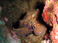 Scyllarides latus