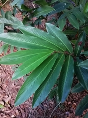 Alpinia caerulea
