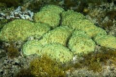 Palythoa tuberculosa