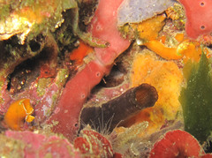 Phallusia fumigata