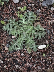 Sonchus asper