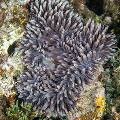 Entacmaea quadricolor