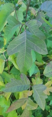 Toxicodendron radicans