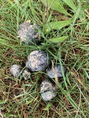 Oryctolagus cuniculus