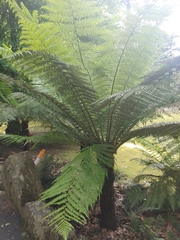 Cyatheales