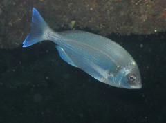 Spondyliosoma cantharus