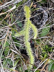 Lycopodiella
