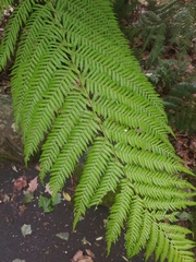 Cyatheales