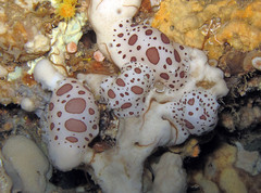 Peltodoris atromaculata