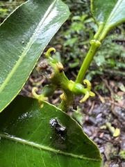 Sapium stylare