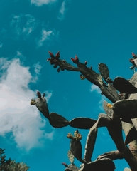 Opuntia karwinskiana