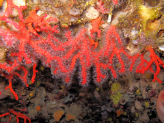 Corallium rubrum
