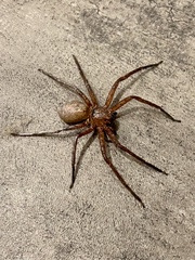 Heteropoda jugulans