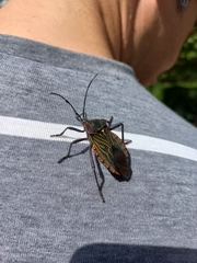 Pachylis pharaonis