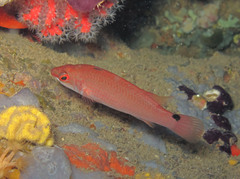 Ctenolabrus rupestris