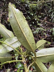 Sapium stylare