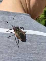 Pachylis pharaonis