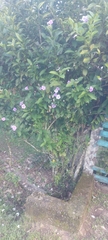 Brunfelsia grandiflora