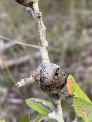 Callirhytis quercusbatatoides
