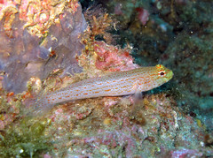Gobius xanthocephalus
