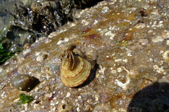 Calliostoma zizyphinum