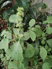Ocimum campechianum