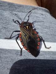 Pachylis pharaonis