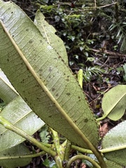 Sapium stylare
