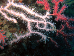 Alcyonium coralloides