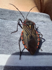 Pachylis pharaonis