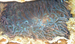 Entacmaea quadricolor