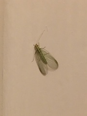 Chrysoperla carnea
