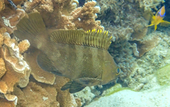 Epinephelus rivulatus