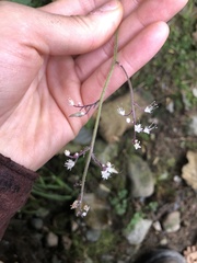 Tiarella trifoliata