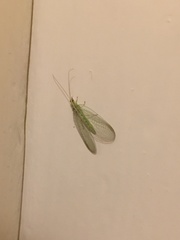 Chrysoperla carnea