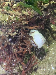 Acanthodoris nanaimoensis