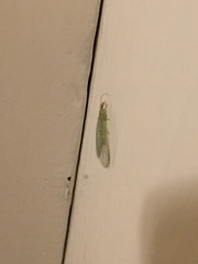 Chrysoperla carnea