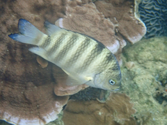Abudefduf septemfasciatus