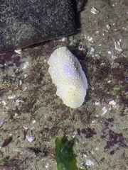 Acanthodoris nanaimoensis