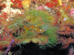 Cladophora hutchinsiae