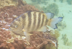 Abudefduf septemfasciatus