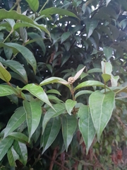 Miconia xalapensis