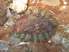 Haliotis tuberculata