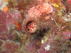 Thylacodes arenarius