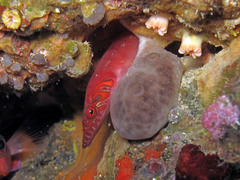 Lepadogaster candolii