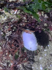 Acanthodoris nanaimoensis