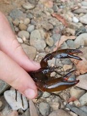 Cherax depressus