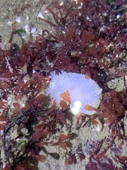 Acanthodoris nanaimoensis